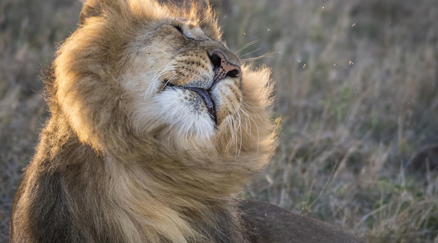 Male lion